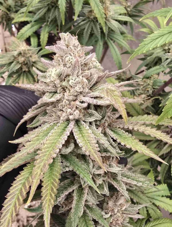 Gelato_x_Zookies Bud - Bluedog Genetics