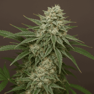 Ghost Train Haze en floracion de Bluedog Genetics