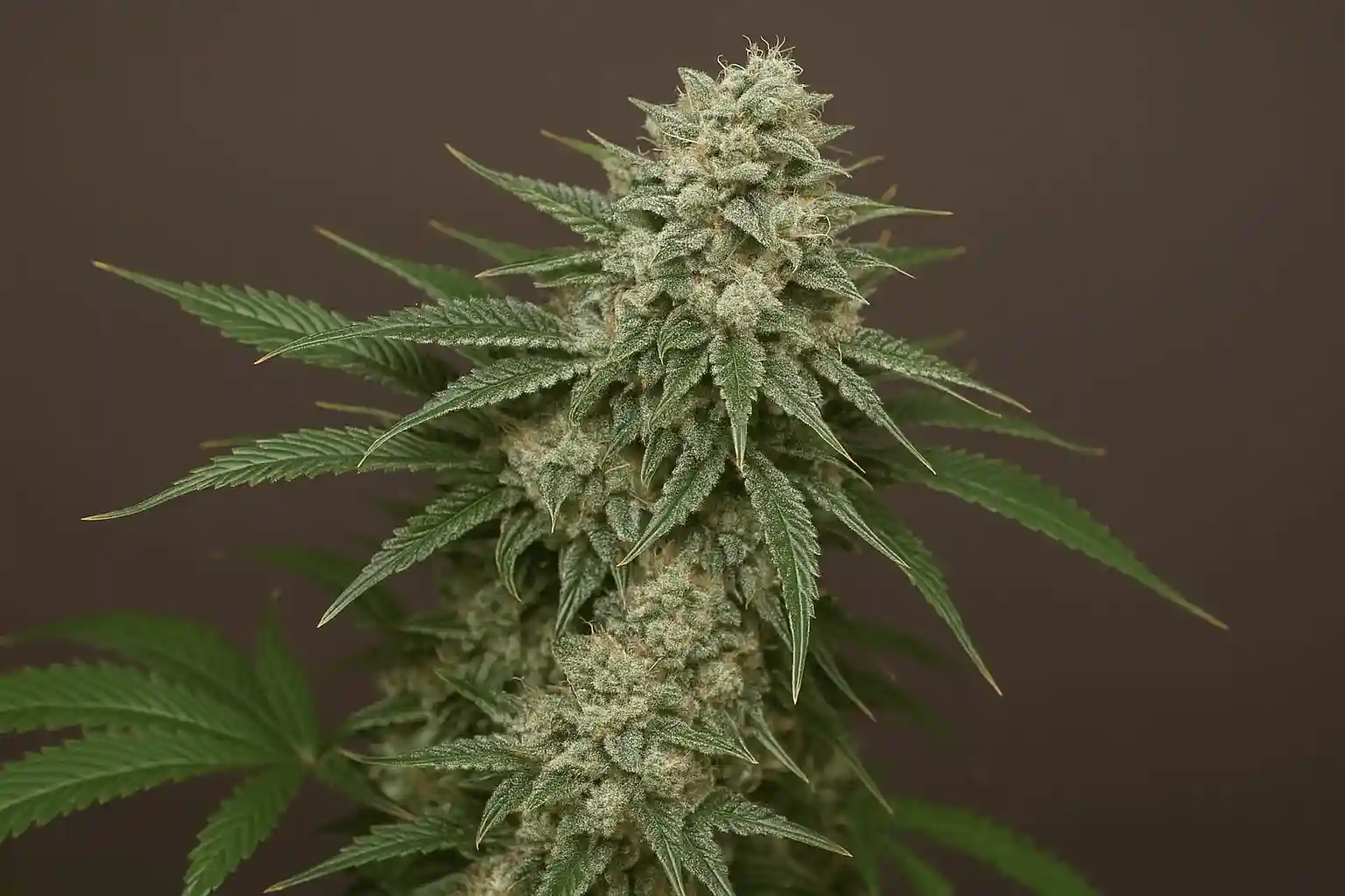 Ghost Train Haze en floracion de Bluedog Genetics