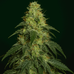 Gorilla Glue Auto en Floracion de Bluedog Genetics