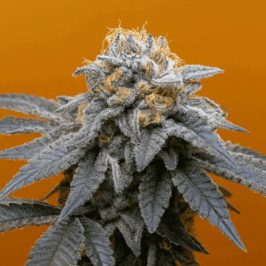 Mimosa Orange Lista para cosechar de Bluedog Genetics