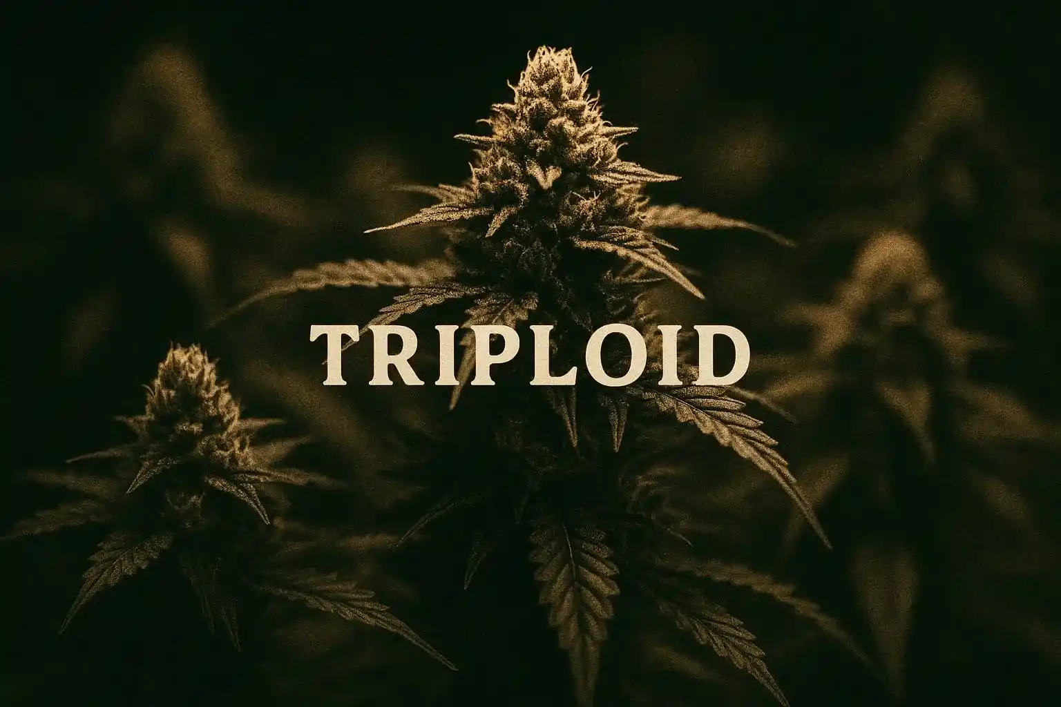Triploide Cannabisgenetik: die nächste große Anbaurevolution
