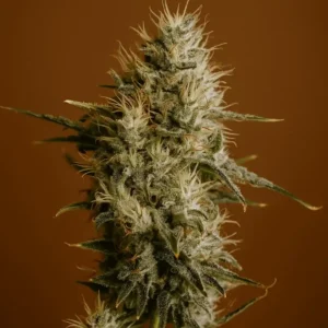 AK47 from Bluedog Genetics mid flowering