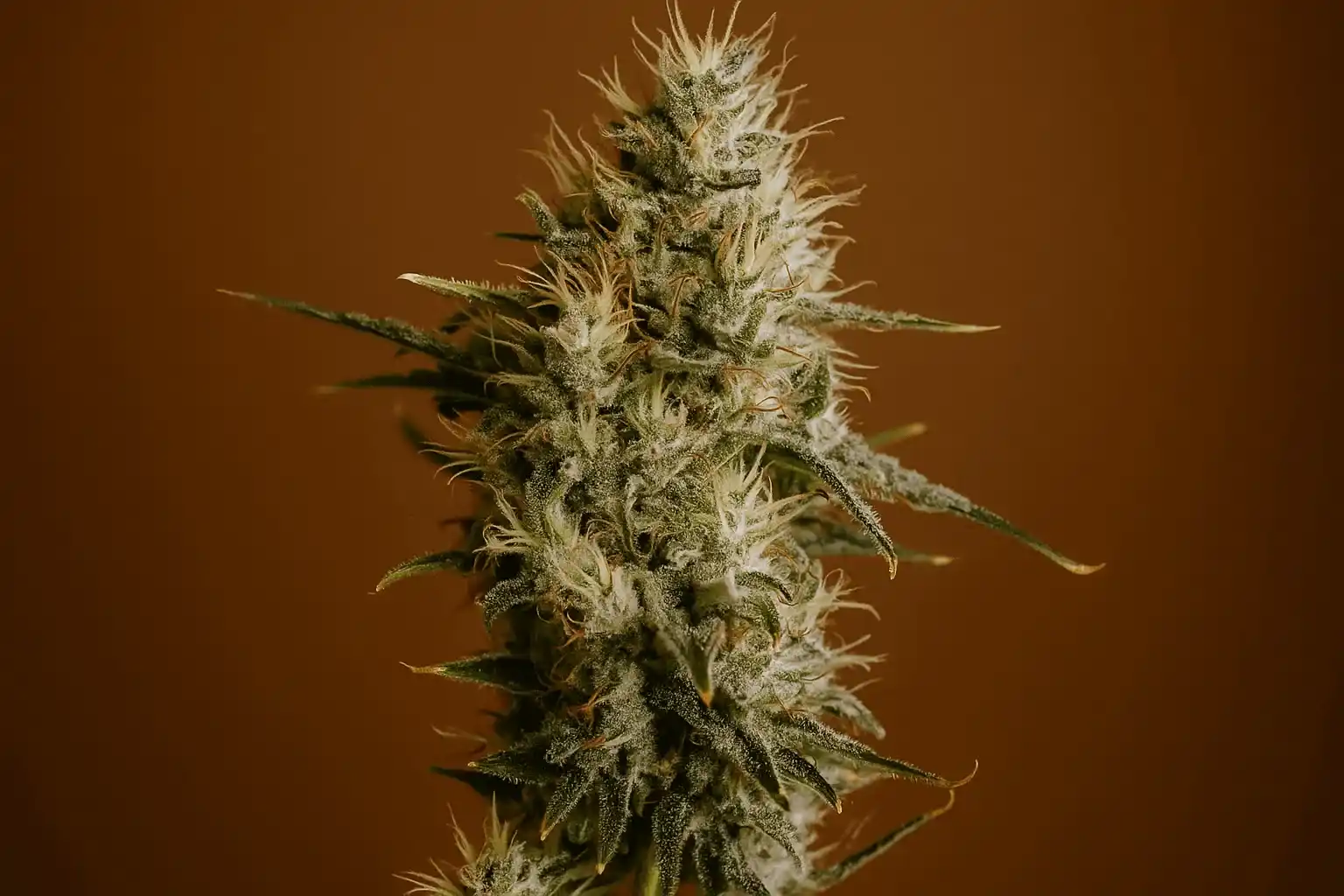 AK47 de Bluedog Genetics en pleine floraison