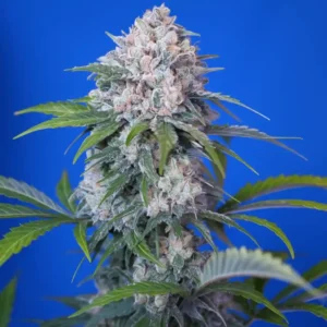 Blue Mandarine plant in bloom from the Bluedog Genetis seedbank.