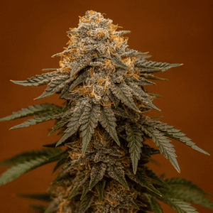 Cherry Cola Auto en floracion de Bluedog Genetics