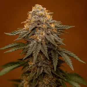 Cherry Cola Auto – Bluedog Genetics Cherry Cola Auto en floracion de Bluedog Genetics