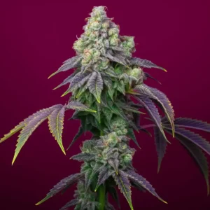 Cherry Lemonade x Runtz ready for harvesting