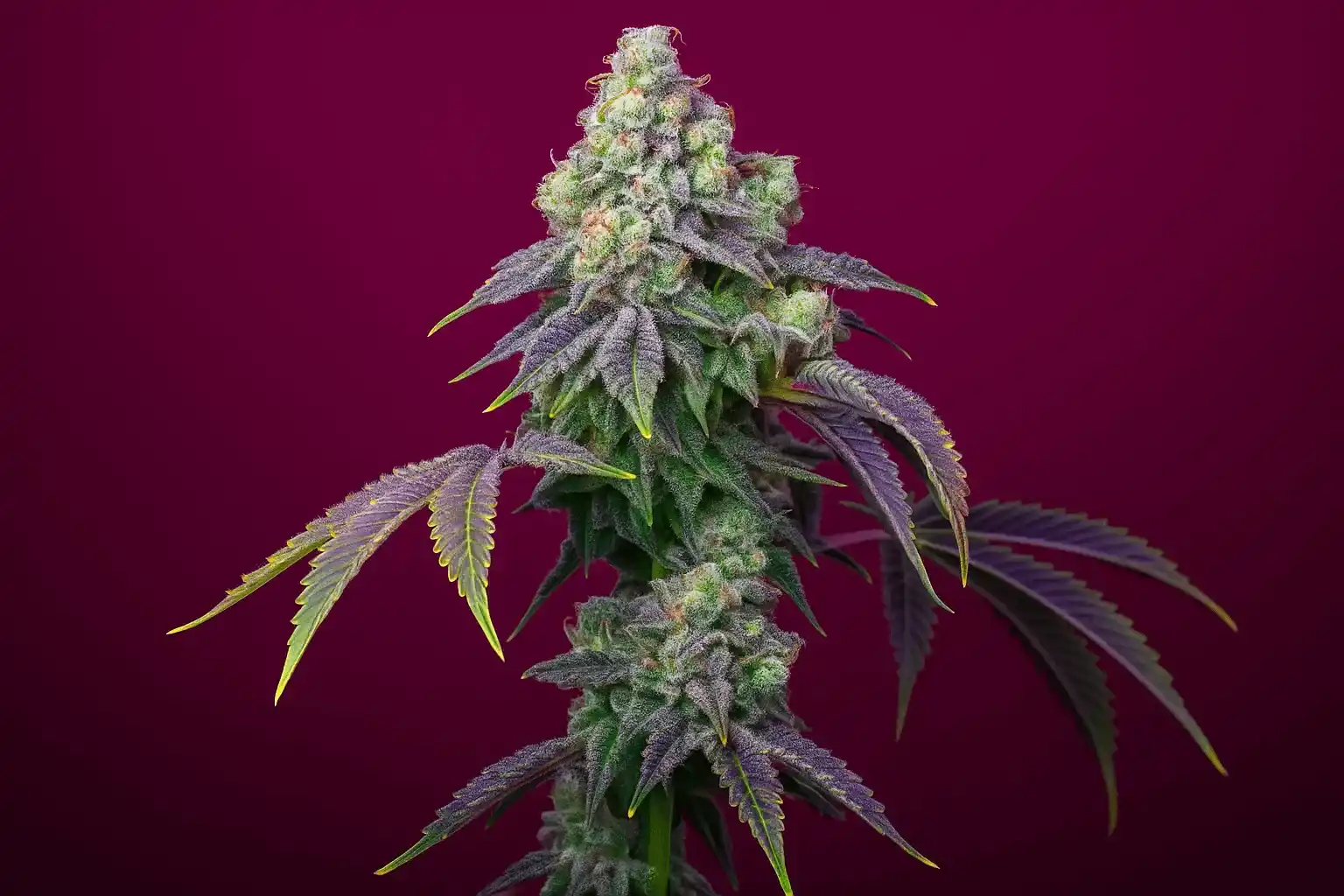 Cherry Lemonade x Runtz lista para ser cosechada