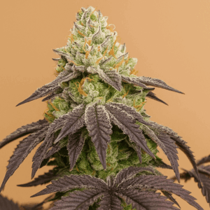Girl Scout Cookies – Bluedog Genetics Girl Scout Cookies en floracion de Bluedog Genetics