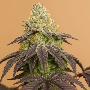 Girl Scout Cookies in bloom from Bluedog Genetics