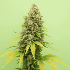 Gorilla Glue en floracion de Bluedog Genetics
