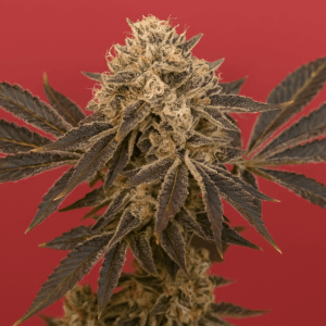 Gushers ebn floracion de Buedog Genetics