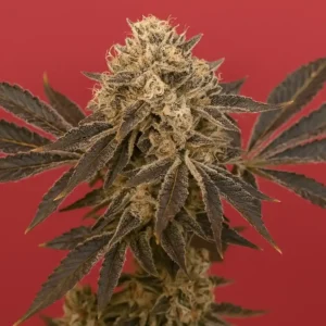 Flowering Gushers de Buedog Genetics