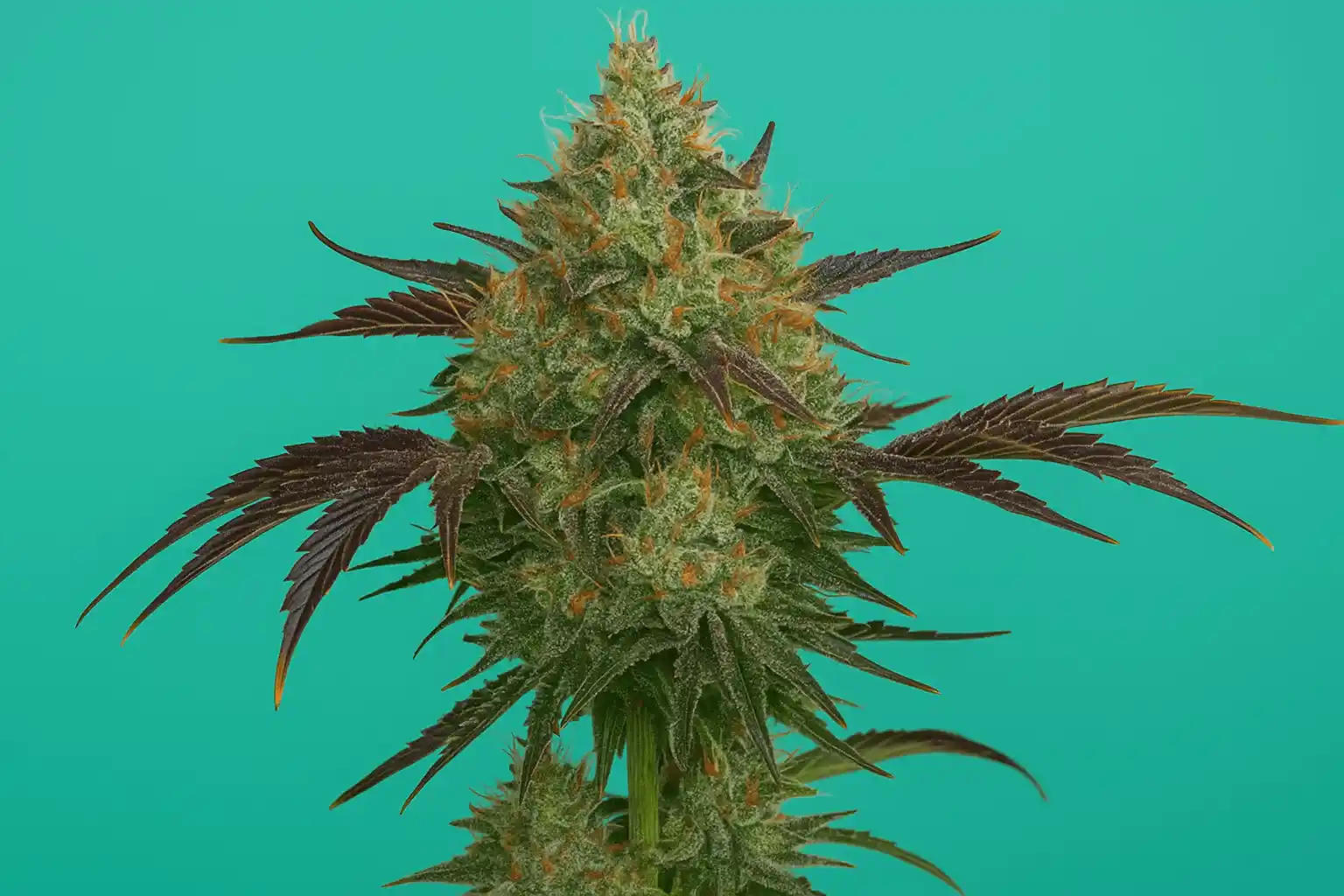 Jealousy from Bluedog Genetics in bloom