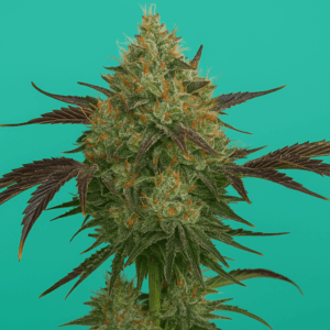 Jealousy de Bluedog Genetics en floracion
