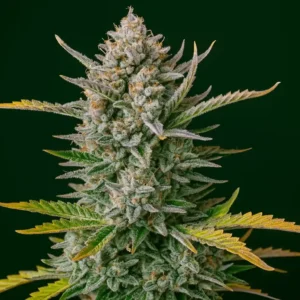 Jungle Mintz in bloom from Bluedog Genetics