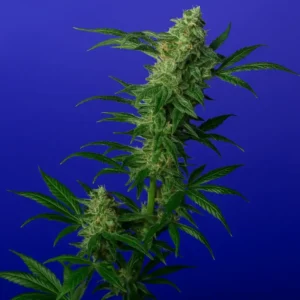 Northern Lights in bloom from Bluedog Genetics