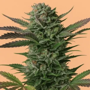 Somango Auto en fleurs de Bluedog Genetics