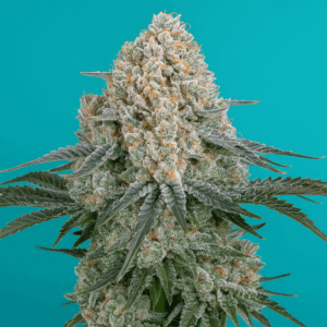 Sour Diesel en floracion de Bluedog Genetics