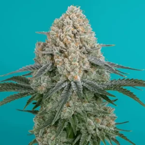 Sour Diesel in bloom from Bluedog Genetics