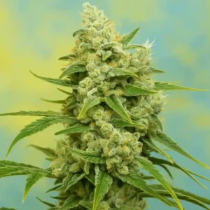 Amnesia Haze in bloom from Bluedog Genetics