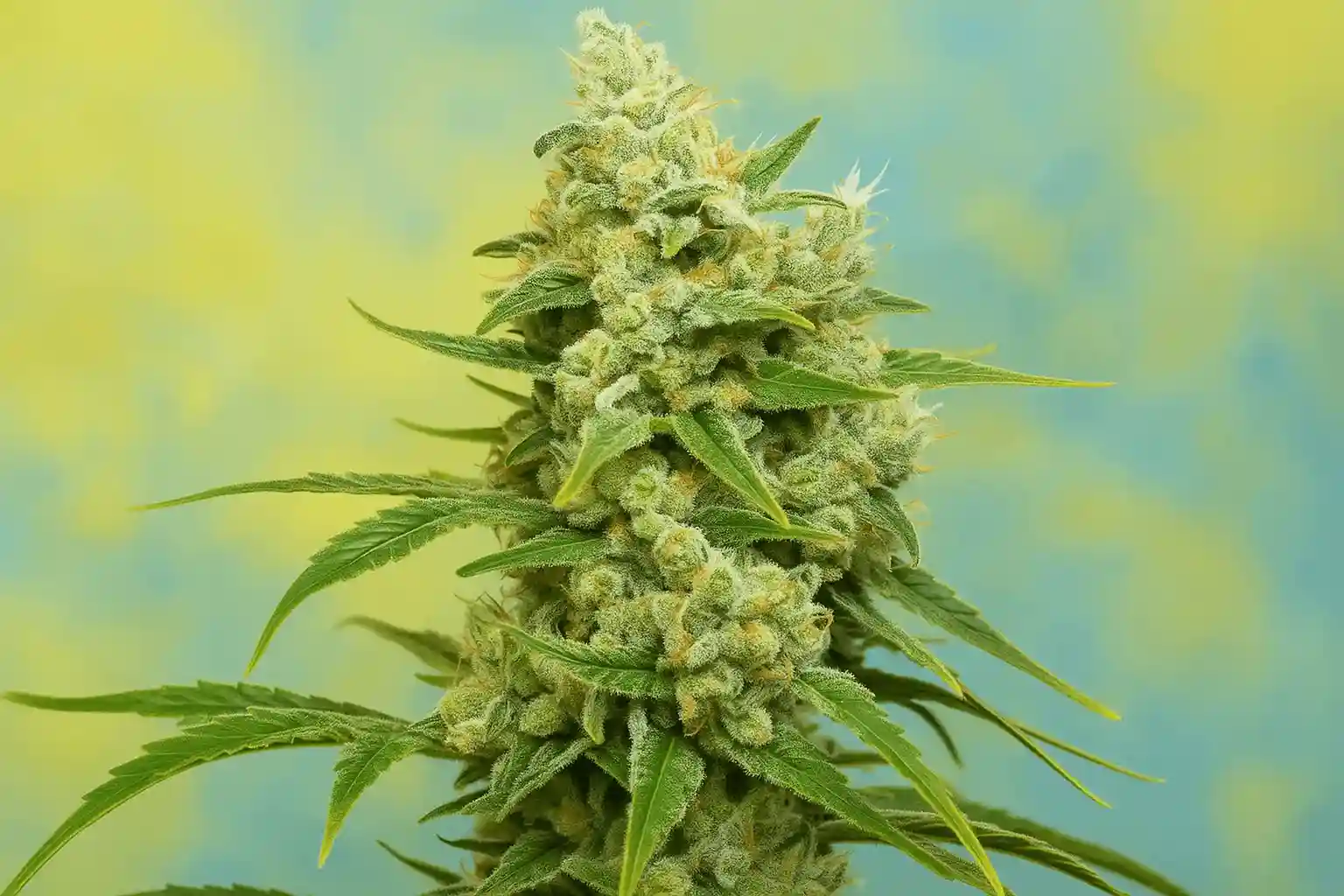 Amnesia Haze en floracion de Bluedog Genetics