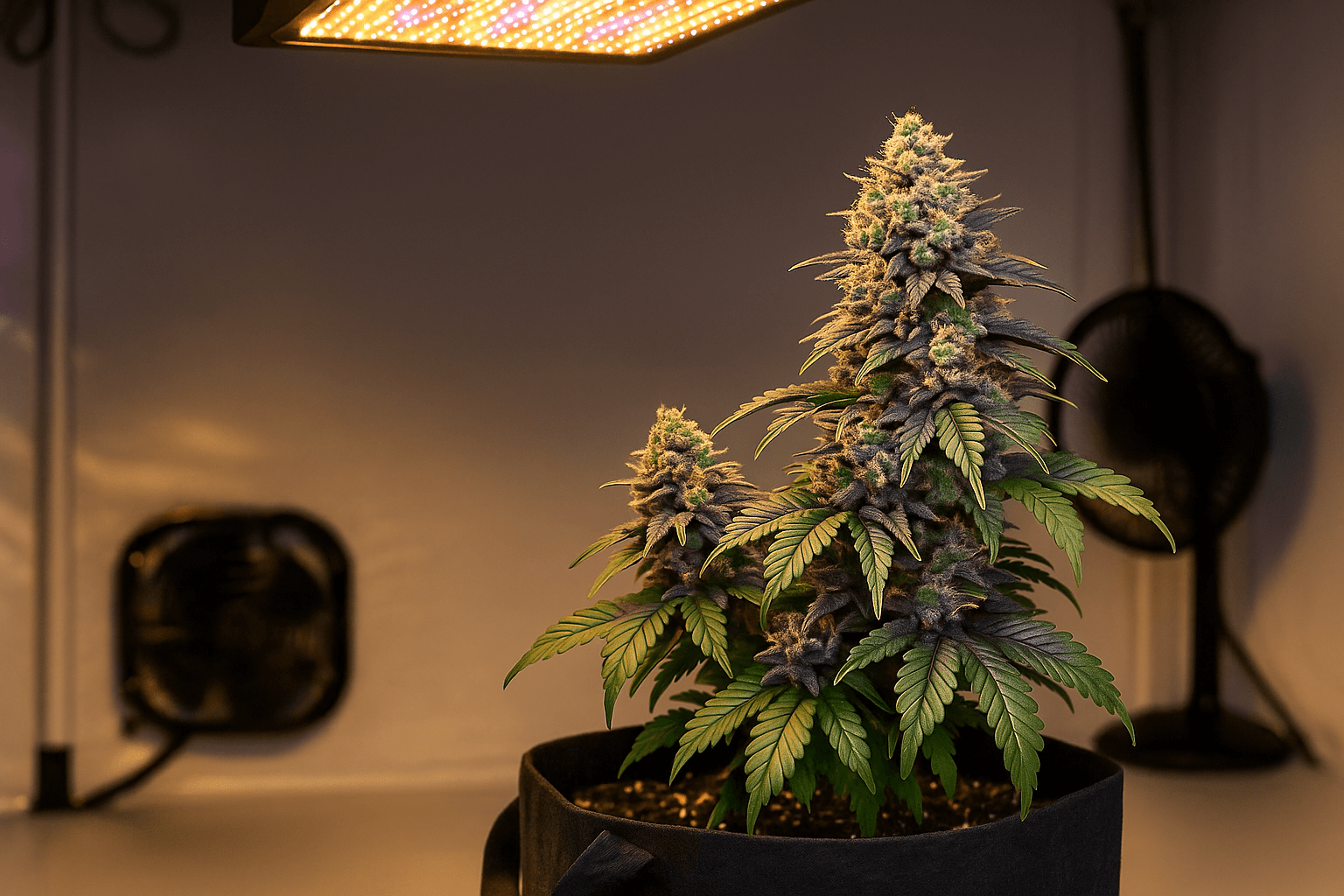 Cómo cultivar Gelato Auto: Guía completa paso a paso para Autoflorecientes