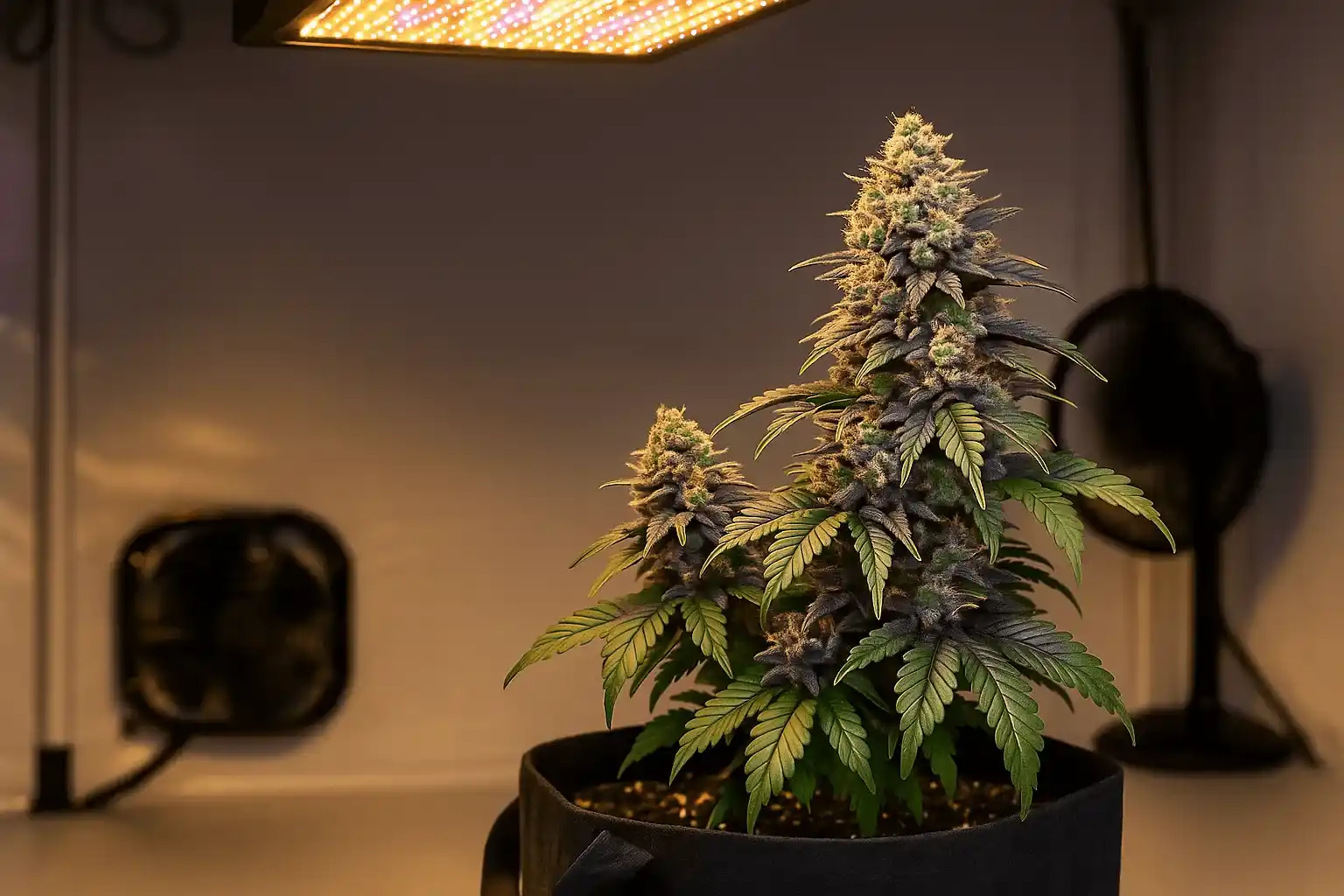 Wie man Gelato Auto anbaut: Schritt-für-Schritt-Anleitung für Autoflowering-Pflanzen