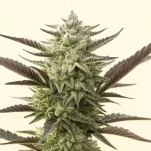 Oreoz Cookies from Bluedog Genetics in bloom