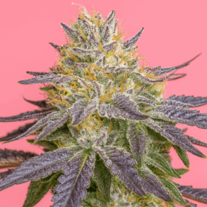 Trifle en floracion de Bluedog Genetics