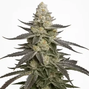 Bud of the Permanent marker genetics from Bluedog Genetics