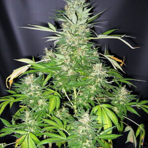 Master Kush x Skunk Regular Seeds