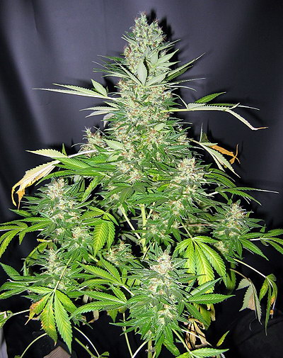 Master Kush x Skunk Regular Seeds
