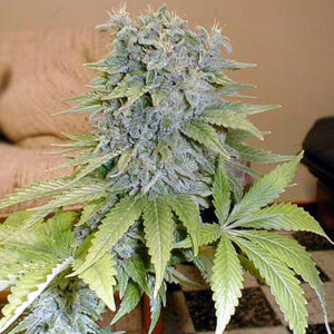 Medicine Man Regular Seeds