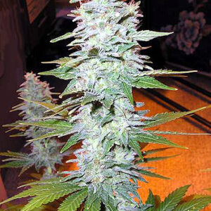 Black Widow Regular Seeds