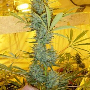 Critical Haze Regular Seeds