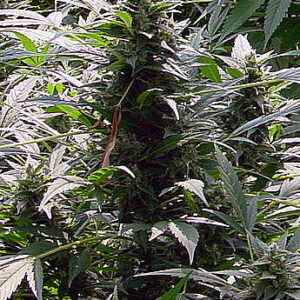 Dreamtime Regular Seeds