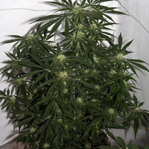 Early Skunk Haze Regular Seeds