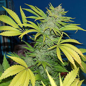 140007_2338757_pimcore_1_2.jpg G13 Skunk