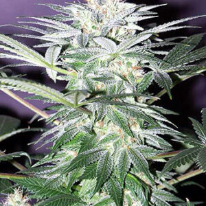 140022_2195964_pimcore_1_1.jpg Shit