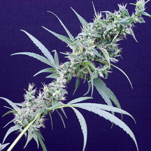 Neville's Haze x Mango