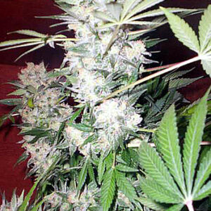 White Russian