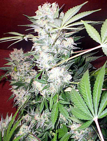 White Russian