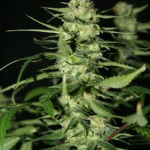 140318_2196073_pimcore_1_1.jpg The Doors