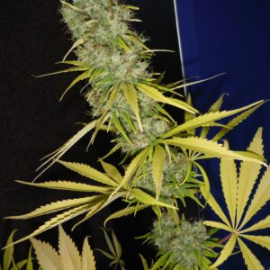 140320_2196078_pimcore_1_1.jpg The Stones