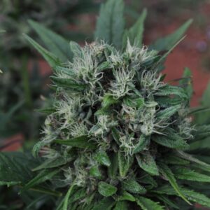 140322_2196083_pimcore_1_1.jpg U2