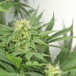 Nordle (Afghan Skunk)