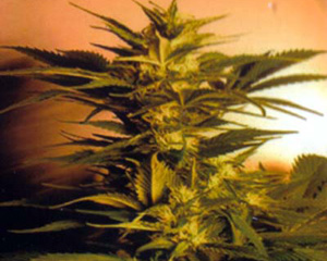 147931_984646_pimcore.jpg Skunk + (Power Skunk)