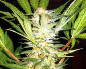 White Domina